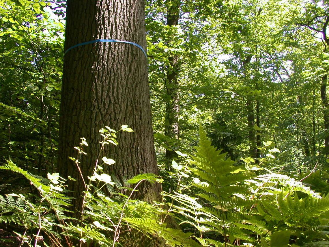 Bestattungsbaum FriedWald Dietzenbach